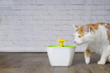 The Best Cat Water Fountains