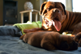 The Best Dog Beds for Large Dogs