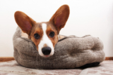 The Best Beds for Puppies