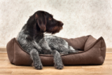 The Best Orthopedic & Memory Foam Dog Beds