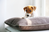 The Best Cushions & Pillows for Dogs