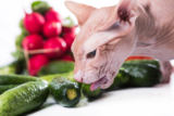 Why are cats scared of cucumbers?