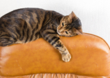 Why do cats scratch the furniture?