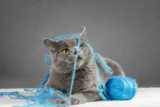 Choosing the best toy for your cat