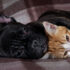 Ways to improve your relationship with your dog