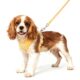 Embhlitfe No Pull Dog Harness for Small Dogs