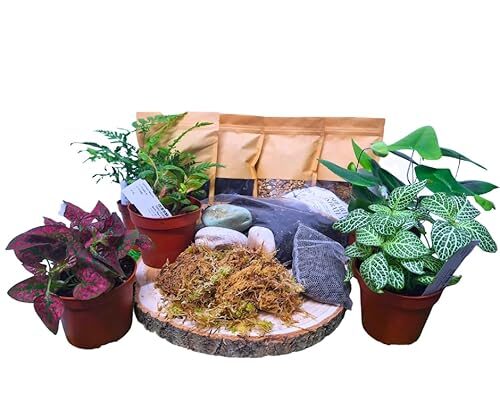 Terrarium Starter Kit With Live Plants