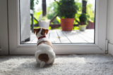 How to train your pup to love house guests