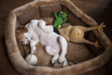 The Best Dog Beds