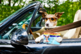 What happens to dogs when left in hot cars?
