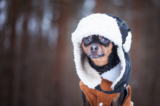 The Best Dog Coats