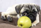 Can dogs eat apples?