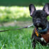 Ways to improve your relationship with your dog