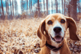 The Best GPS Tracking Collars for Dogs
