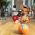 Choosing the best toy for your dog