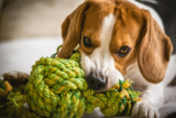 The Best Dog Rope Toys