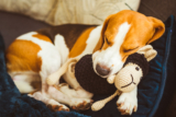 Choosing the best toy for your dog