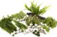 Live Aquarium Plants For Tropical And Coldwater Fish