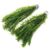 K2Aqua Elodea Densa Stems for Aquariums and Ponds