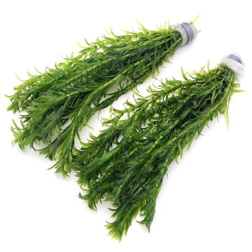 K2Aqua Elodea Densa Stems for Aquariums and Ponds