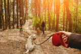 Safety tips for using extendable dog leads
