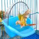 Cage-Mounted Bird Bath for Small Birds