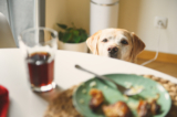 7 foods you should never feed your dog