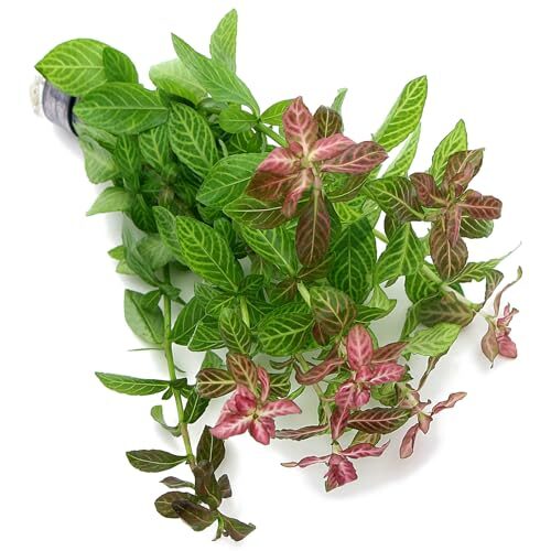 K2Aqua Hygrophila Polysperma Rosanervig Live Aquarium Plant