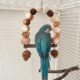 Hanging Parrot Perch With Chew Toys