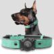Leather Dog Collar for Medium and Large Dogs