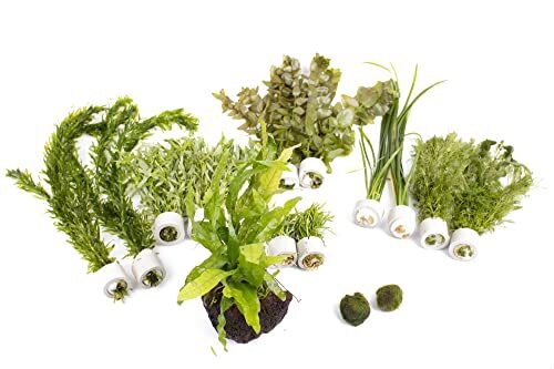 Lincspplant Live Aquarium Plants Small (60l – 120l)