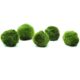 K2aqua Live Marimo Moss Balls for Aquariums