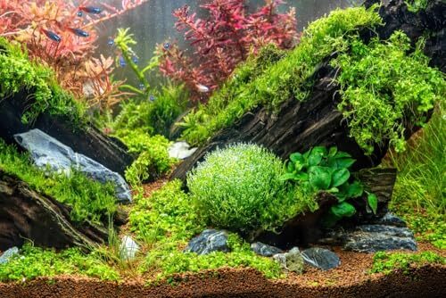 PondPlantsUK Tropical Aquarium Plants