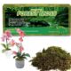 Natural Sphagnum Moss for Plants and Reptiles