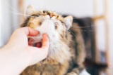 Things that every first time cat owner should know