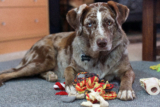 Why do dogs get possessive over toys?