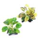 Artificial Terrarium Plants For Reptiles And Amphibians