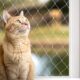 Lionto Transparent Balcony Safety Net for Cats