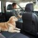 Wooden Dog Safety Gate for Cars and SUVs