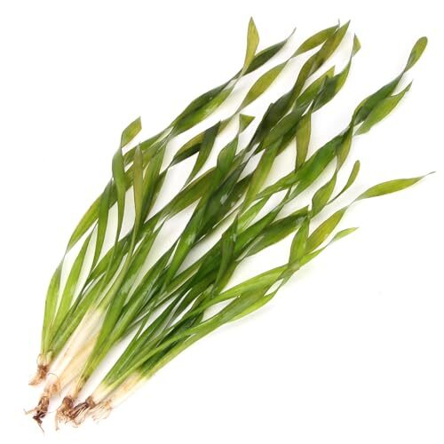K2Aqua Corkscrew Vallisneria Asiatica Aquarium Plant